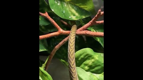 😳😱Top Dangerous snake ❤️ |🐍🐍 Snake nature WhatsApp Status | amazing nature video #shorts(2)