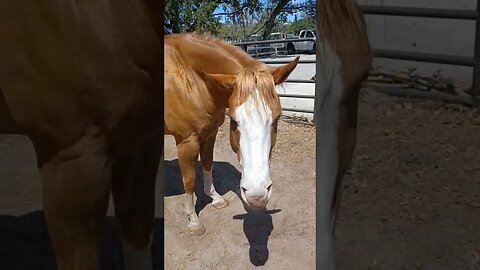 This horse Is cooling off