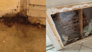 Polk County condo owners claim homes are infested with mold