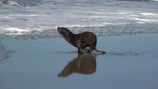 Tre sjøløver i Argentina vender tilbake til havet
