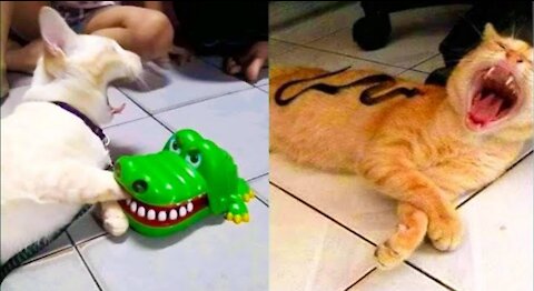 Cat Reaction to Toy | Funny Cat Toy Reaction | #OfficialDeep13