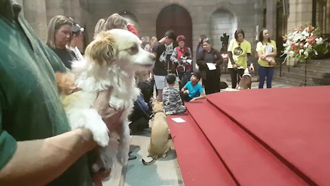 SOUTH AFRICA - Cape Town - Blessing of the Animals service at St George's Cathedral (Video) (abp)