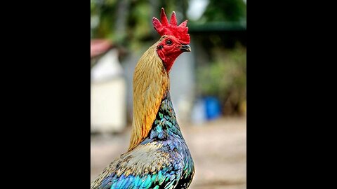 Pure Aseel breed Chicken for breed (For Sale)
