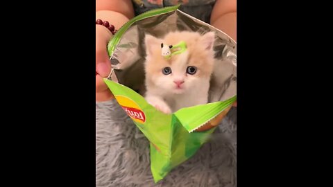 funniest_so_cute_kitten_fun_Amazing short_🙈🤣🤣