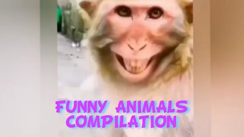 Top 50 most FUNNY ANIMALS videos. Try not to laugh. 🤣🤣🤣