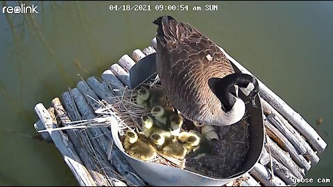Wild Goose eggs hatching nest camera PART 1 of 2