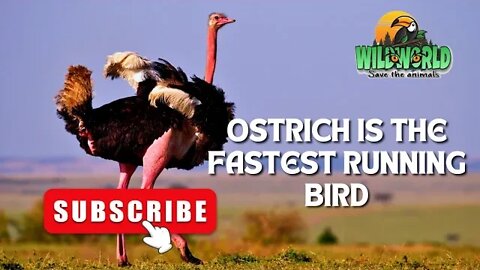 Incredible Ostrich Facts!