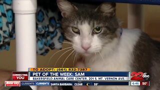 Pet of the Week: Sam