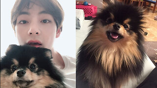 BTS’ V FINALLY Reunites With His Dog Yeontan & Fans REJOICE!