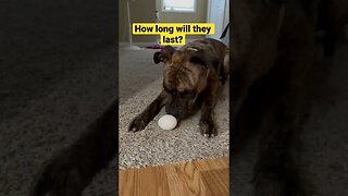 The dogs do the #eggchallenge