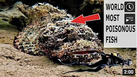 most venomous fish / reef stonefish / worlds most poisonous fish/fish underwater