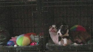 Boston Terrier puppies play together after first ever meeting