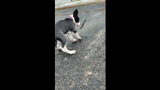 Puppy has got some tricks