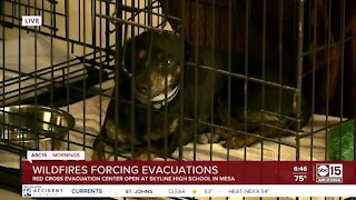 Arizona Humane Society helping care for evacuated pets