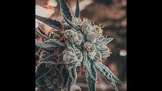 ALPHA vs Beta Pinene - Solving Pinene Association to Cannabis Lean - Hybrid Secrets Told In Terpenes