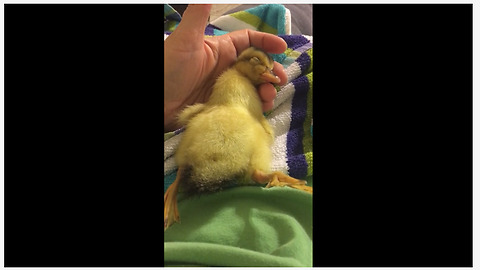 Duckling takes nap in palm of owner's hand