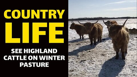 COUNTRY LIFE: See Highland Cattle on Winter Pasture