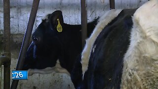 Dairy farmers face struggles
