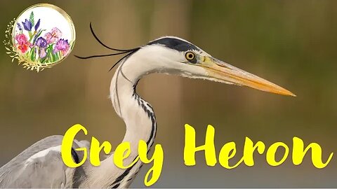 Grey Heron Eats Up To Half Of Body Weight A Day