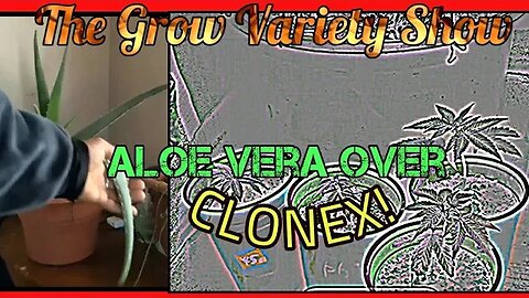 Easiest Way To Make Clones from Cuttings (The Grow Variety Show EP.236)