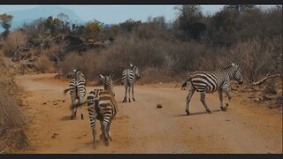 Serengeti park, Tanzania. Incredible views of animals./ Amazing safari.