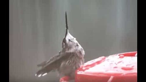 Un colibrì e la sua doccia di pioggia