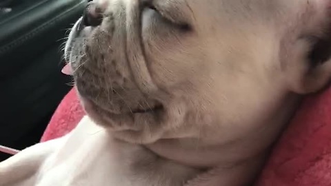 French Bulldog Sleeps With Its Tongue Sticking Out While On A Road Trip