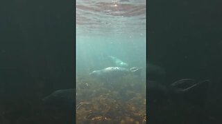 swimming with grey seals #animals #greyseal #marinemammal #sealife #wildlife #seals #swimming