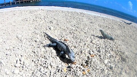 Iguanas loudly munch on tortilla chips on the beach in Belize