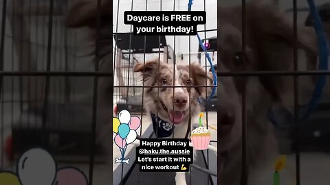 All Our Client Dogs Get A Free Daycare Day For atheist Birthday To Help Them Celebrate! #dogshorts