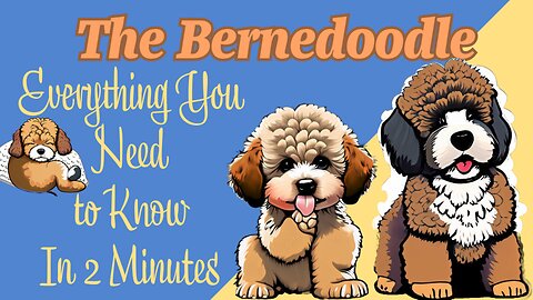 Bernedoodles: A Must-Have Dog Trending in Popularity