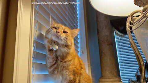 Funny Cat Flosses His Whiskers And Teeth With The Blinds