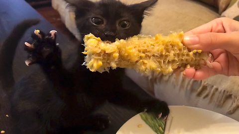 Kitten Discovers Newfound Love For Eating Corn