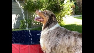 Super happy dog can't wait until his pool is filled up