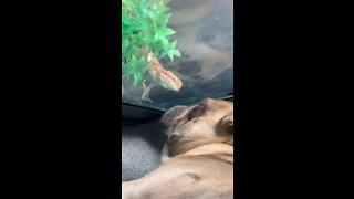 Dog vs lizard