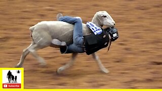 Mutton Bustin' 🐑 2022 Coors Cowboy Club Ranch Rodeo | Saturday