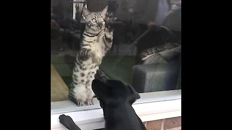 Cat And Dog Separated By Window Try To Make Contact With Each Other
