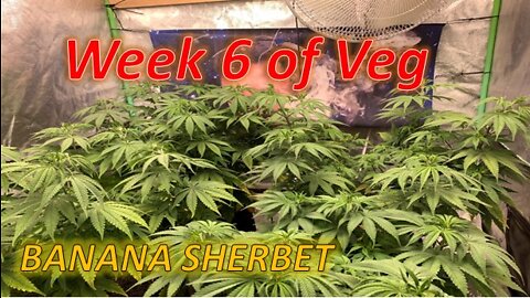 Banana Sherbet week 6