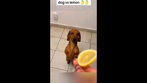 Dog vs Lemon Madness! 😂 Hilarious Pup's Crazy Reactions