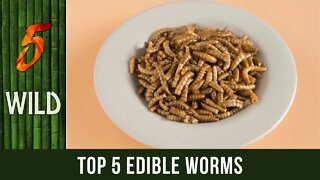 Top 5 Worms That Can Be Eaten By Humans | 5 WILD