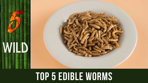 Top 5 Worms That Can Be Eaten By Humans | 5 WILD