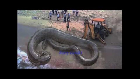 Titanoboa prehistoric anaconda Giant snake dinosaur compared to human and excava нd