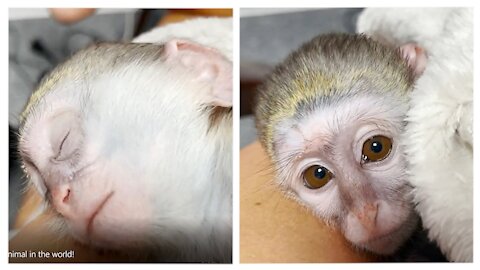 Funny baby monkey wakes up and yawns. The cutest animal in the world!