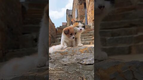 Cutest Video Ever, a little cute kittens 🐈🐕‍🦺 #shorts #cat #catlover