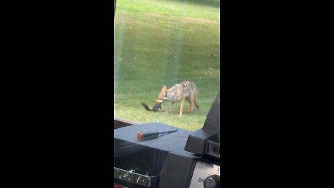 Coyote chews on a squirrels head! 😨