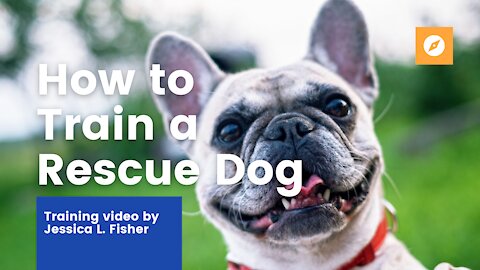 How to HOUSE TRAIN a RESCUE DOG