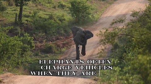 Angry elephant charging at tourists
