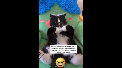 Funny cat and pets videos🤣🤣