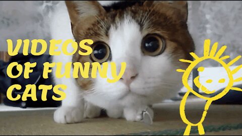 Videos of funny cats [2021]