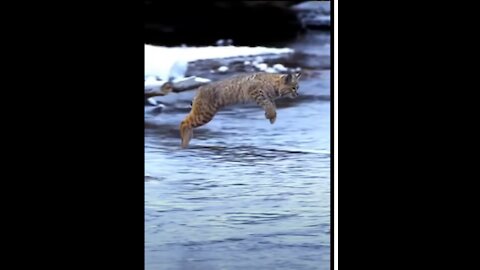 Tiger Cub Jump most Viral Animals Video